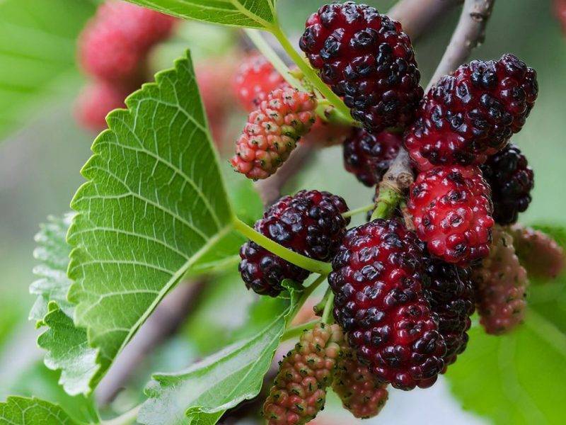 Шелковица купить саженцы из питомнике в Щёкино