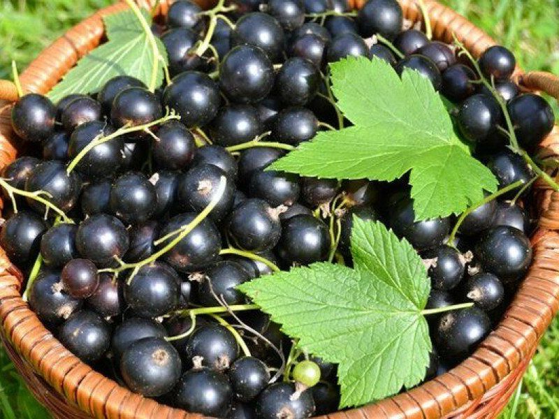 Смородина купить саженцы из питомника в Щёкино