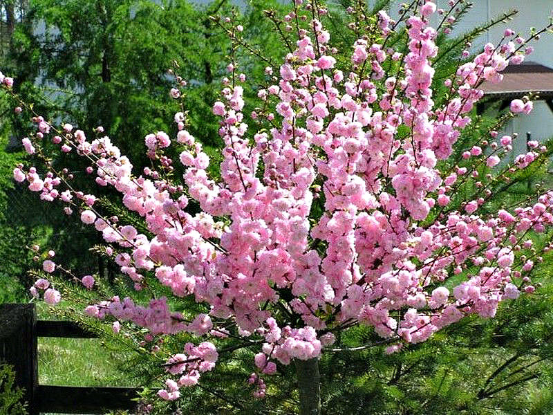 Миндаль купить саженцы из питомника в Щёкино