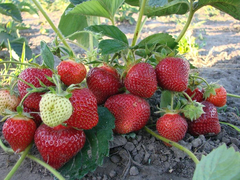 Клубника купить саженцы из питомника в Щёкино