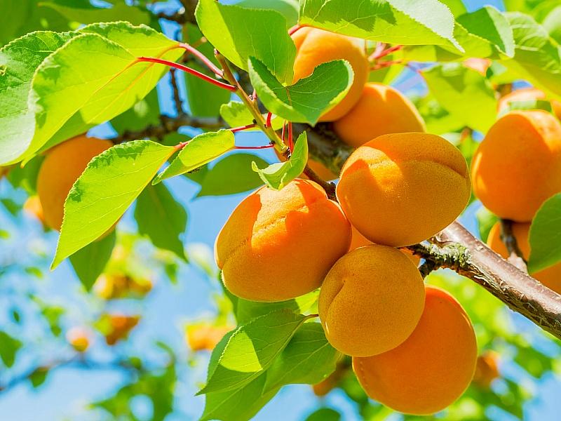 Абрикос купить саженцы из питомнике в Щёкино