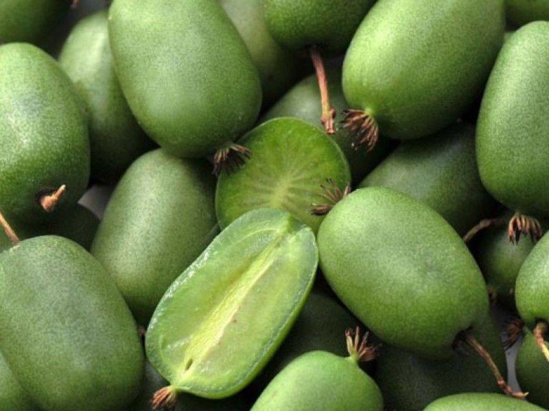 Актинидия купить саженцы из питомнике в Щёкино