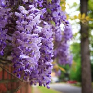 Глициния китайская sierra madre