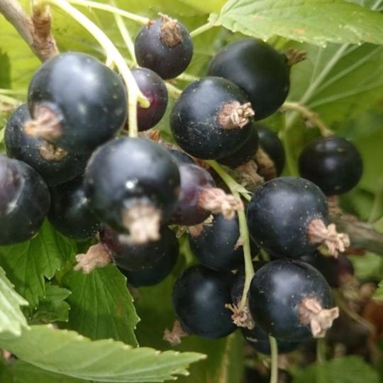 Смородина "ЧЕРНЫЙ ЖЕМЧУГ"