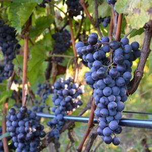 Виноград "ГУРЗУФСКИЙ РОЗОВЫЙ"